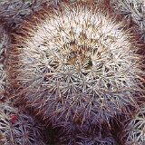 Mammillaria marcosii ©JLcoll.2815.jpg